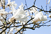 Magnolia stellata