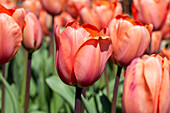 Tulipa Apricot Impression