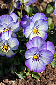 Viola cornuta