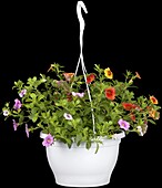 Calibrachoa