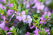 Cuphea hyssopifolia, lilac
