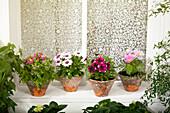 Balkonmix (Schizanthus, Osteospermum, Petunia, Cosmos)