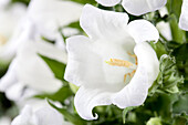 Campanula