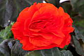 Begonia