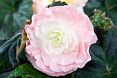 Begonia