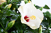 Hibiscus rosa-sinensis Sunny Cities® 'Venetië White'.
