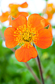 Geum coccineum 'Borisii'