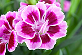 Dianthus cultivars