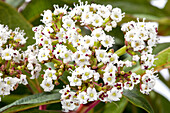 Viburnum davidii