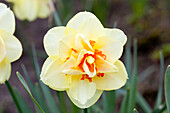 Narcissus 'Yellow Cheerfulness'