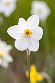 Narcissus