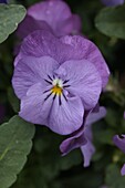Viola cornuta 'Twix power soft pink'