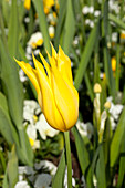 Tulipa