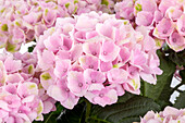 Hydrangea macrophylla, rosa