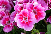 Pelargonium zonale