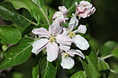 Malus domestica