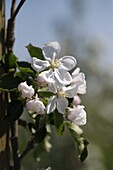 Malus domestica 'Wilton's Star Red Jonaprince'