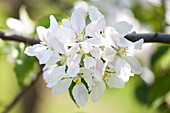 Malus domestica Braeburn