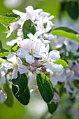 Malus domestica 'Braeburn'