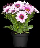 Osteospermum ecklonis