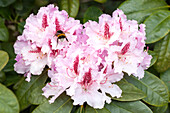 Rhododendron Progrès