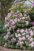 Rhododendron 'Progrès'