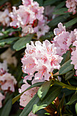 Rhododendron 'Jacksonii'