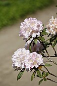 Rhododendron 'Imperatrice Eugenie