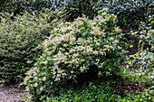 Pieris japonica Rondo