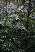 Pieris japonica 'Katsura'