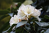 Rhododendron 'Dagmar'