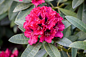 Rhododendron 'Maxwaldmädchen' (Max Forest Girl)