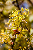 Acer platanoides 'Globosum