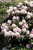 Rhododendron yakushimanum 'Neat-O'