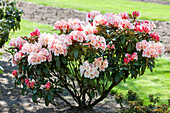 Rhododendron yakushimanum 'Berenike'