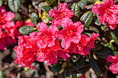 Rhododendron forrestii var. repens 'Florteppich'