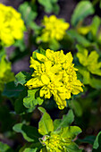 Euphorbia polychroma, yellow