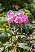 Rhododendron 'Souvenir of W.C. Slocock