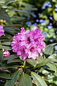 Rhododendron 'Kordesa