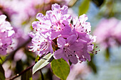 Rhododendron pink