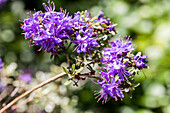 Rhododendron polycladum