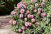 Rhododendron 'Mrs. G.W.Leak'