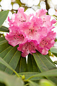 Rhododendron sutchuenense var. geraldii