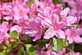 Rhododendron 'Vuyk's Rosyred