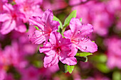 Rhododendron 'Buzi