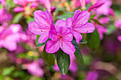 Rhododendron obtusum 'Lilac Time'