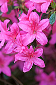 Rhododendron 'Red Pimpernel