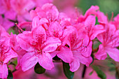 Rhododendron 'Red Pimpernel'