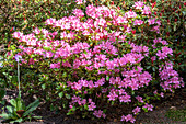 Rhododendron 'Vuyk's Rosyred'