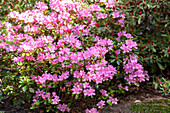 Rhododendron 'Vuyk's Rosyred'